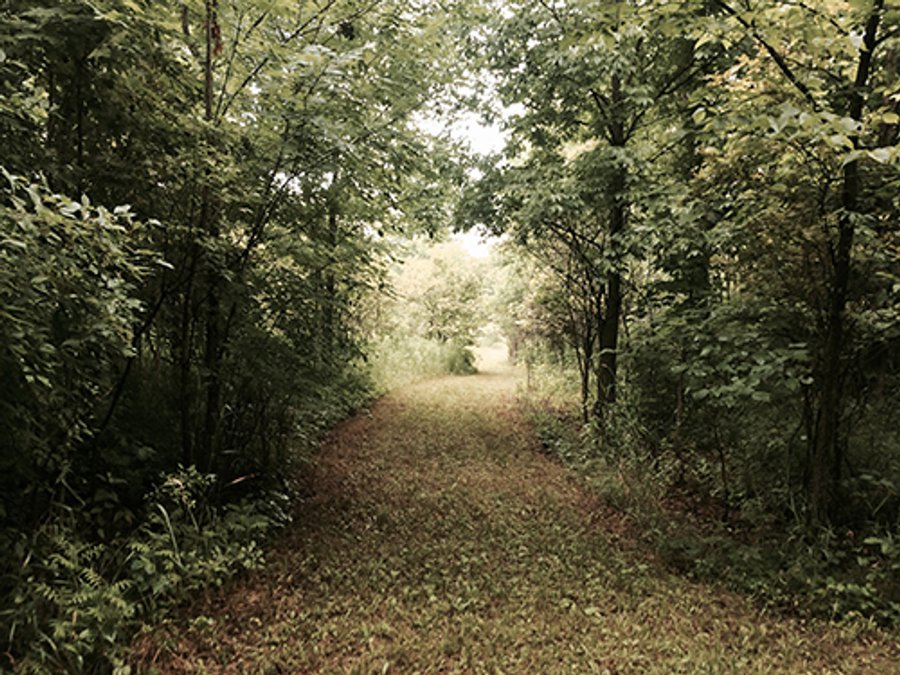 LAND AUCTION, 55+/- Acres offered in 2 tracts